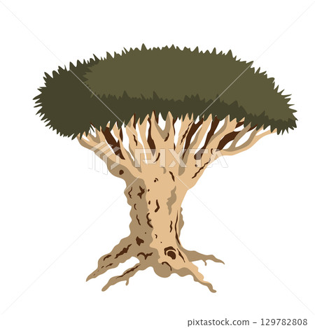 Dragon blood tree isolated illustration. Dracaena cinnabari endemic tree from Socotra island. Vector. 129782808