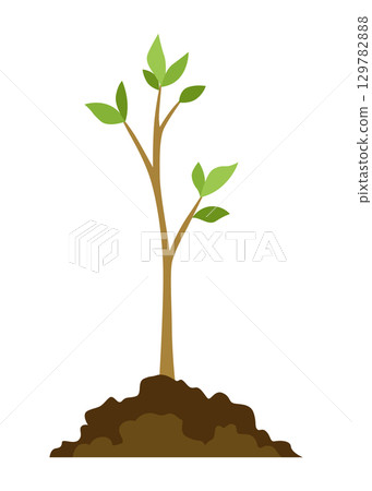 Stage of tree growth. Small tree growth with green leaf and branches. Illustration of business cycle development 129782888