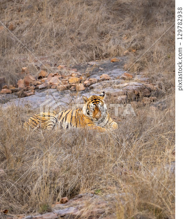 wild female bengal tiger or panthera tigris ranthambore national park forest reserve rajasthan india. tigress sitting in grass in dry rocky hills in winter season evening golden hour light in safari 129782938