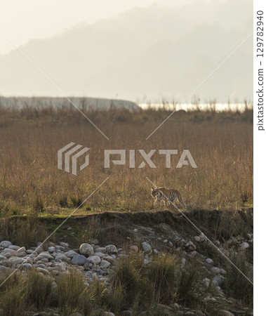 Wild female bengal tiger or panthera tigris on prowl for territory marking during winter safari in scenic landscape of dhikala zone at jim corbett national park forest tiger reserve uttarakhand india 129782940