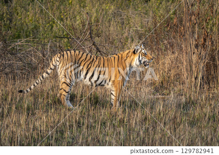 wild female bengal tiger or panthera tigris cub jim corbett national park forest reserve uttarakhand india. sub adult tiger side profile standing in dhikala grassland winter safari golden hour light 129782941