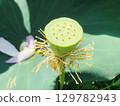 蓮花落下後的花托種子 129782943