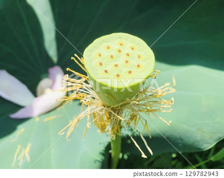 蓮花落下後的花托種子 129782943
