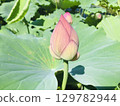 蓮花的芽和葉，多年生水生植物 129782944