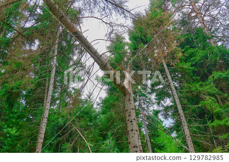 Broken tree leaning among tall green forest trees under cloudy sky Broken tree leaning among tall green forest trees under cloudy sky 129782985