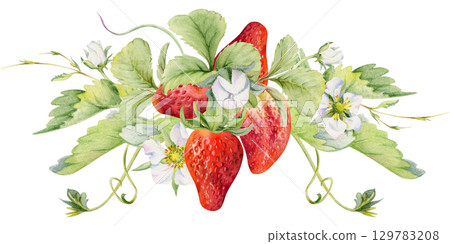 Strawberry berries growing with leaves tendrils flowers hand drawn in watercolor, ripe forest garden harvest. Isolated botanical illustration garland. Dessert menu, grocery, farmers market, cosmetics 129783208