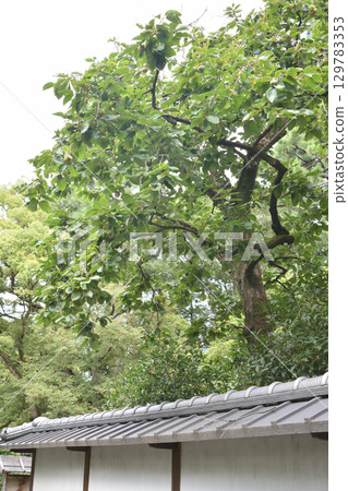京都御苑的柿子 京都御苑的柿子 129783353
