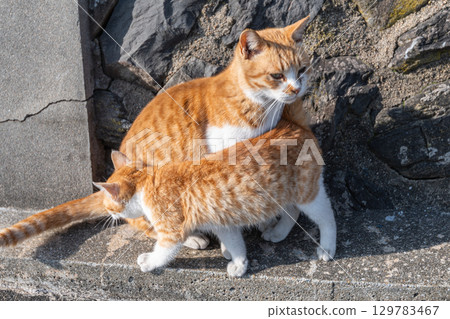 Parent and child of a cat snuggling up Parent and child of a cat snuggling up 129783467