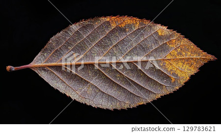 Close-up of an autumn leaf with visible texture, set against a dark background . 129783621