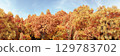 3d rendering of panoramic autumn deciduous forest with yellow orange and red foliage on a sky background. Realistic wide nature panorama illustration 129783702