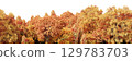 3d rendering of panoramic autumn deciduous forest with yellow orange and red foliage on a transparent background. Realistic wide nature panorama 129783703