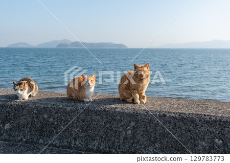 三隻貓坐在河岸上 三隻貓坐在河岸上 129783773