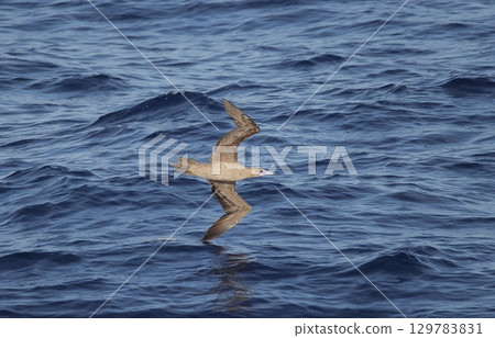 A red-footed booby targets its prey A red-footed booby targets its prey 129783831