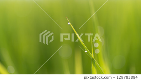 Plants wetted by morning dew 129783884