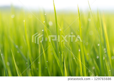 Plants wetted by morning dew Plants wetted by morning dew 129783886