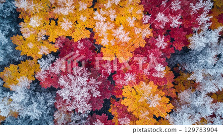 Hoarfrost on red and yellow maple leaves, top-down view . 129783904