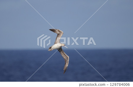 A subadult red-footed booby swoops down after spotting prey. 129784006