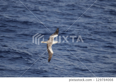 Subadult red-footed booby flying over the sea 129784008