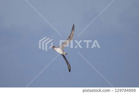 Red-footed booby swooping down 129784009