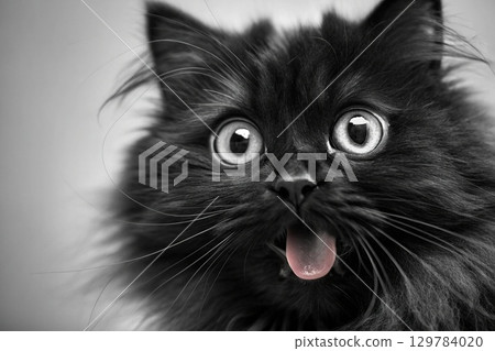 Black Cat Portrait. A funny and fluffy black cat with wide eyes and tongue out. A striking monochrome portrait with high detail. 129784020
