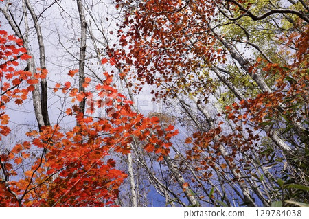 Maple leaves which turned red leaves Maple leaves which turned red leaves 129784038