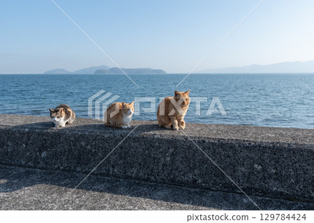 三隻貓坐在河岸上 129784424