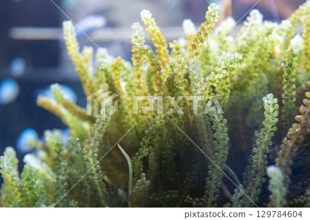 新鮮海葡萄 129784604