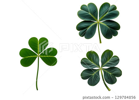 Clover on a white background 129784856