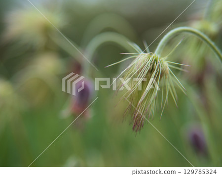 The lovely fruits of the Pulsatilla japonica, which began to ripen in April The lovely fruits of the Pulsatilla japonica, which began to ripen in April 129785324