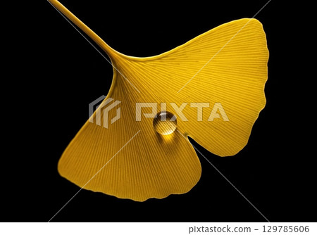 Macro of a yellow ginkgo biloba leaf with a single water drop on a black background 129785606