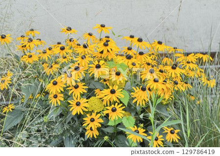 Rudbeckia hirta, commonly called black-eyed Susan and yellow coneflower, is a North American flowering plant in the family Asteraceae. It grows to 1 metre tall with daisy-like yellow flower heads Rudbeckia hirta, commonly called black-eyed Susan and yellow coneflower, is a North American flowering plant in the family Asteraceae. It grows to 1 metre tall with daisy-like yellow flower heads 129786419