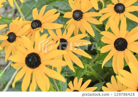 Rudbeckia hirta, commonly called black-eyed Susan and yellow coneflower, is a North American flowering plant in the family Asteraceae. It grows to 1 metre tall with daisy-like yellow flower heads Rudbeckia hirta, commonly called black-eyed Susan and yellow coneflower, is a North American flowering plant in the family Asteraceae. It grows to 1 metre tall with daisy-like yellow flower heads 129786428