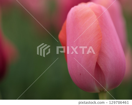 Colorful tulips blooming beautifully in April 129786461