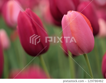 Colorful tulips blooming beautifully in April 129786462