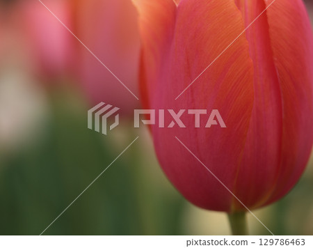 Colorful tulips blooming beautifully in April 129786463