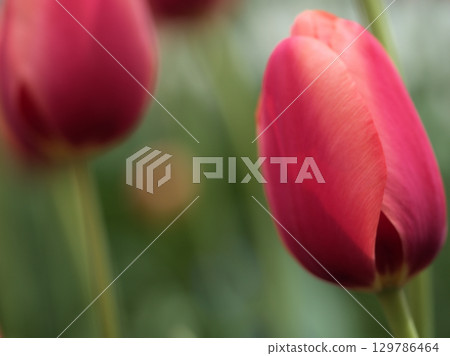 Colorful tulips blooming beautifully in April 129786464