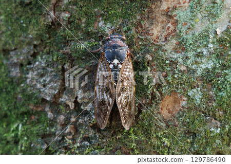 Abra Zemi stopping in a tree Abra Zemi stopping in a tree 129786490