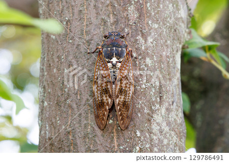 Abra Zemi stopping in a tree 129786491