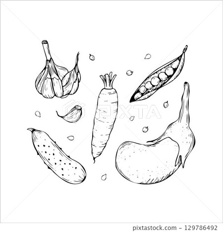 Garlic Carrot Cucumber Peas and Eggplant Hand Drawn Sketch 129786492