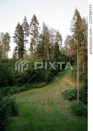 Scenic Forest Pathway Amidst Tall Pine Trees 129786555