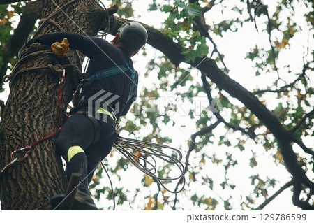 Extreme sports, high up. Man is doing climbing in the forest by use of safety equipment Extreme sports, high up. Man is doing climbing in the forest by use of safety equipment 129786599