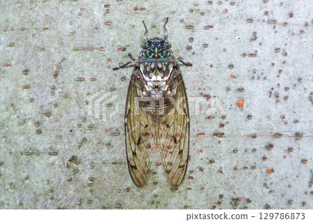 Min-min saury stopping in the tree 129786873