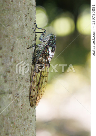 最小的秋刀魚停在樹上 129786881