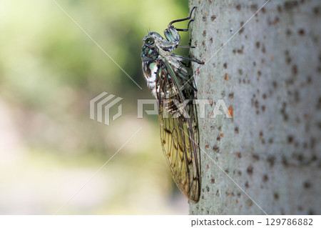 最小的秋刀魚停在樹上 129786882