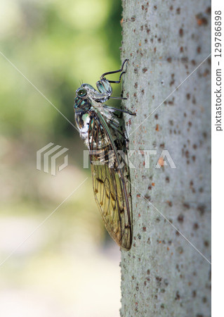 Min-min saury stopping in the tree Min-min saury stopping in the tree 129786898