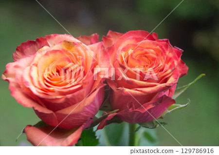 Gradation color rose 129786916