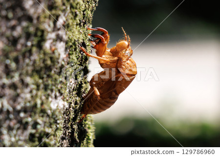 Cicada shell 129786960