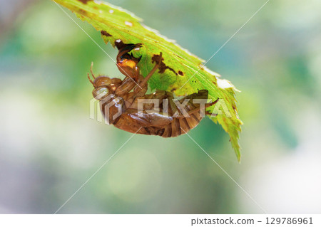 Cicada shell 129786961