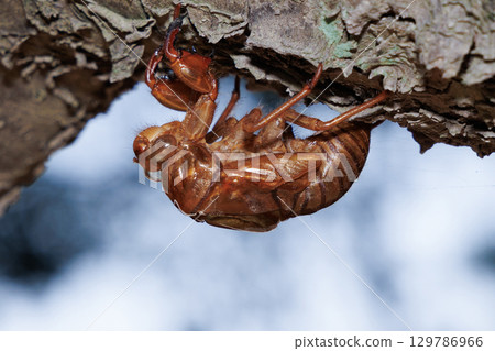 Cicada shell 129786966