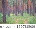 a path in a pine forest among trees and moss 129786989